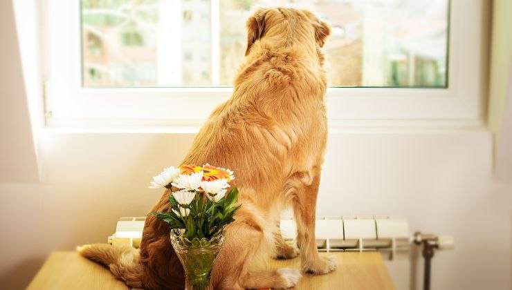 Cane alla finestra