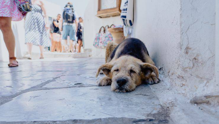 nuova legge cani spagnola