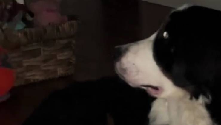 cane sorpreso