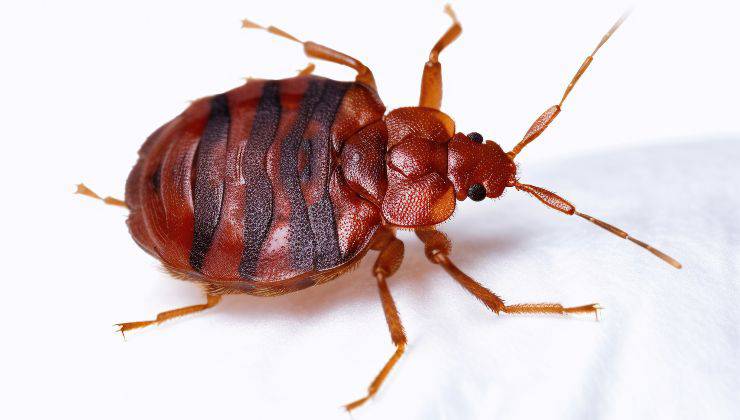 Cimice dei letti