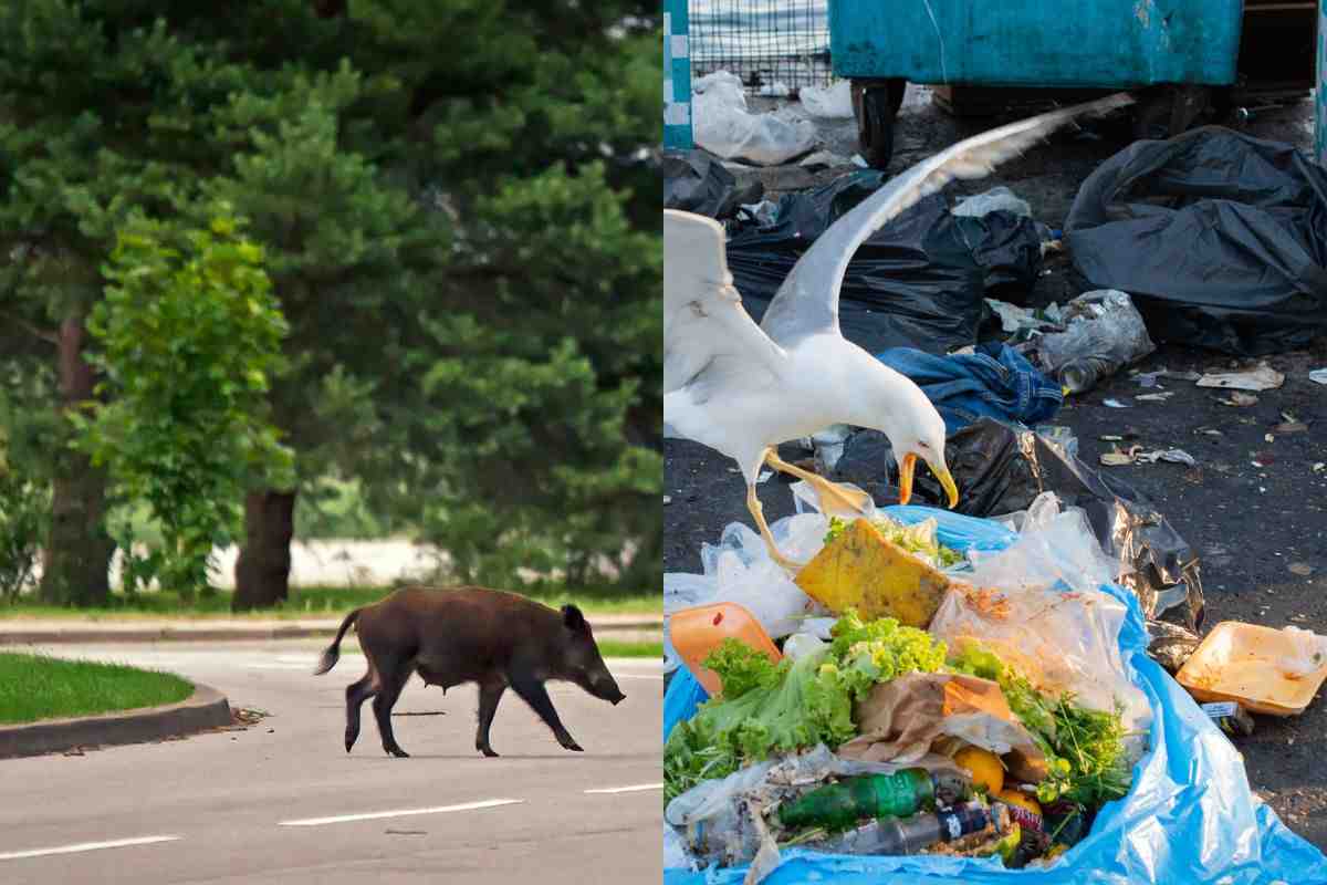 Cinghiale e gabbiano per strada