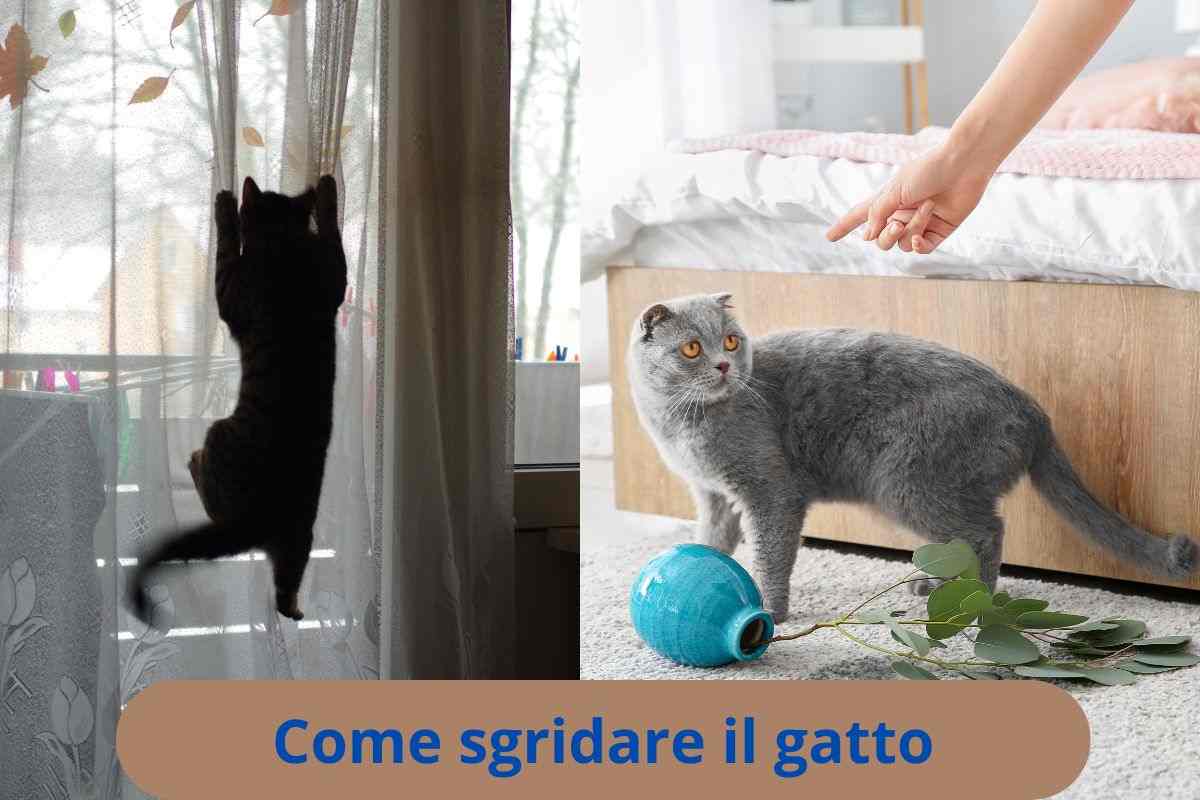 Gatto combina guai e viene rimproverato