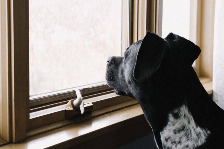 Cosa fanno i pets quando sono soli