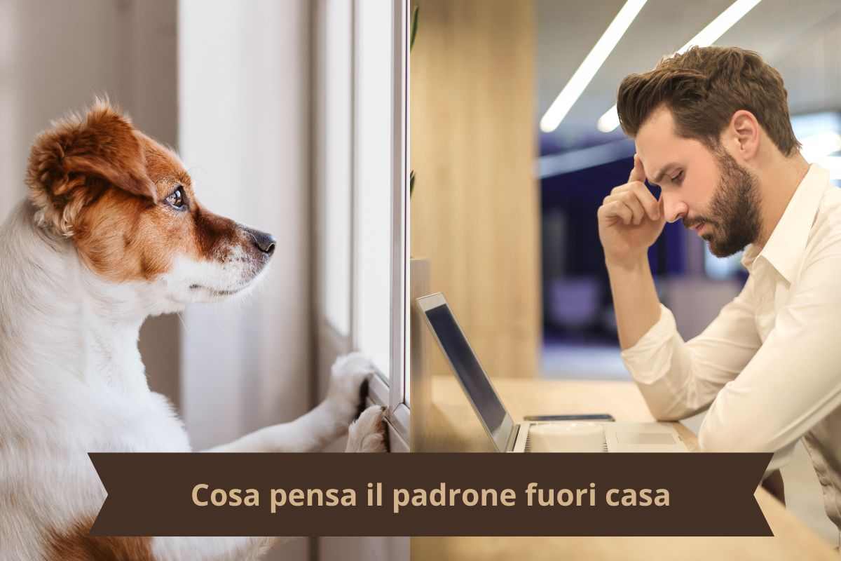 Cane a casa e padrone al lavoro