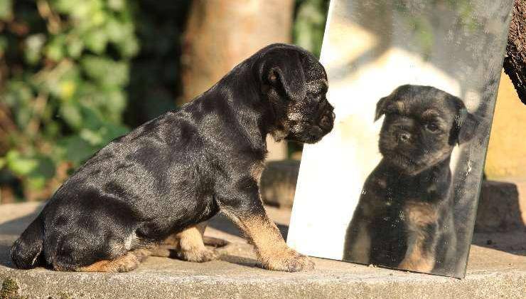 cane allo specchio