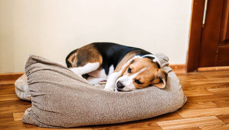 cane mordicchia cuscino