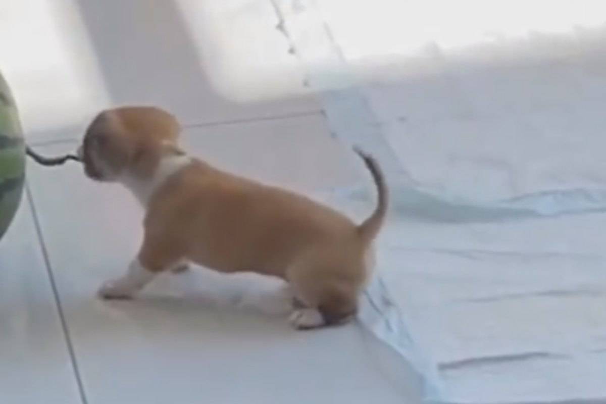 cagnolino minuscolo video