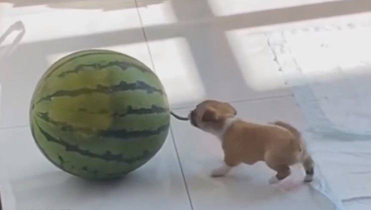 Cucciolo tira l'anguria
