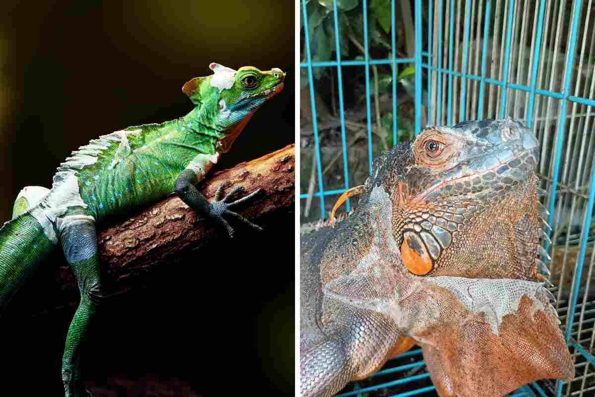 muta nell'iguana
