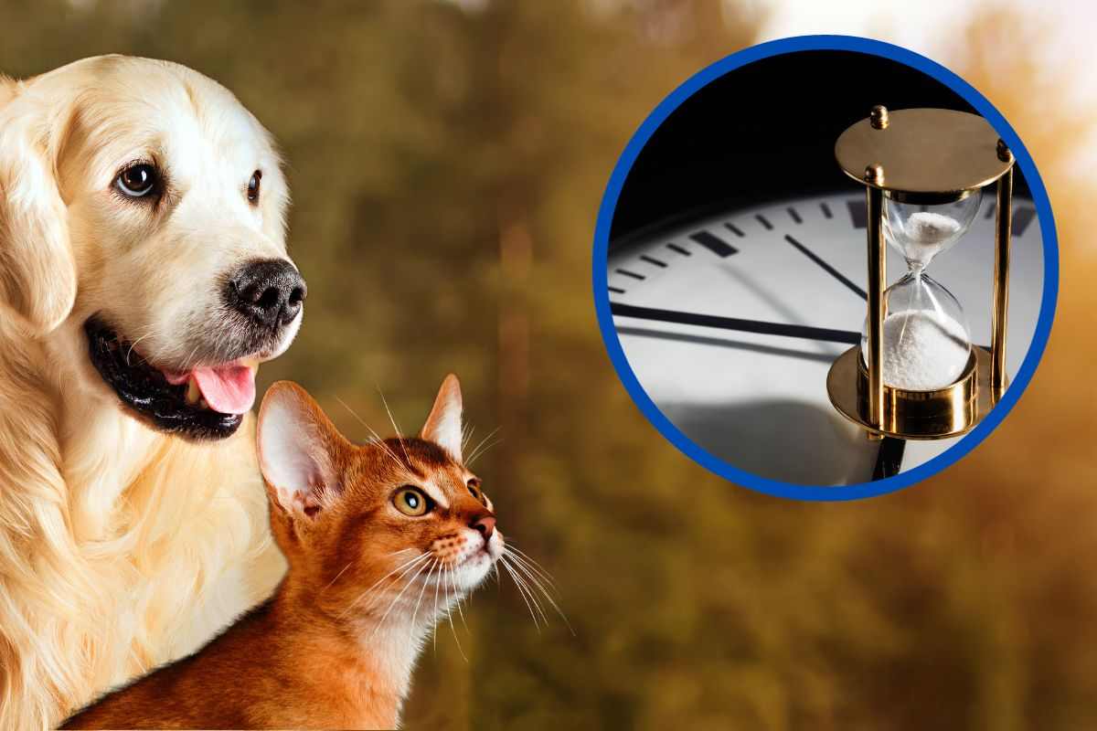 Perché cani e gatti vivono meno di noi