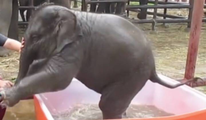 bagnetto piccolo elefante cucciolo 