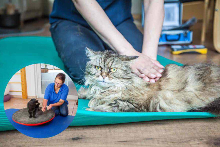 gatto a terapia