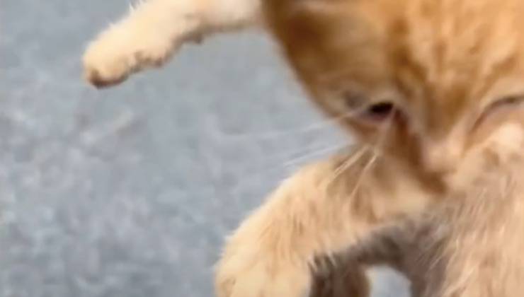 gattino salvato sollevato asfalto