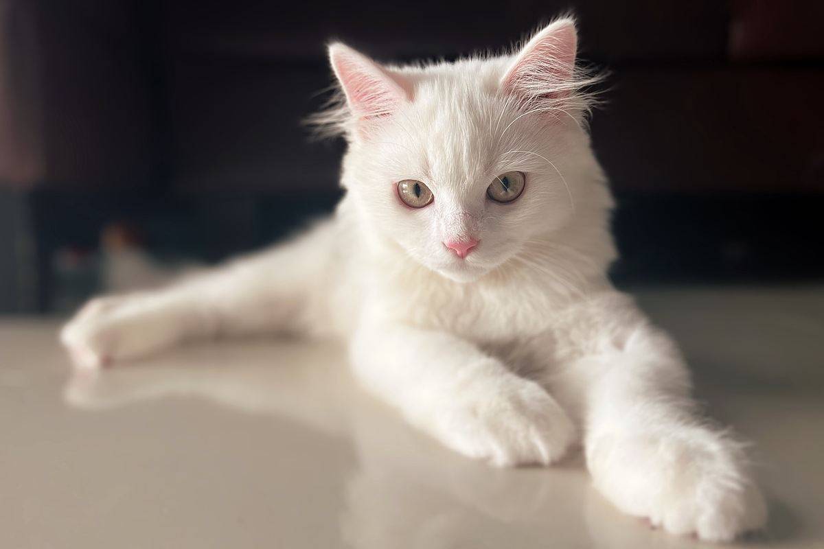 Gatti luminosi