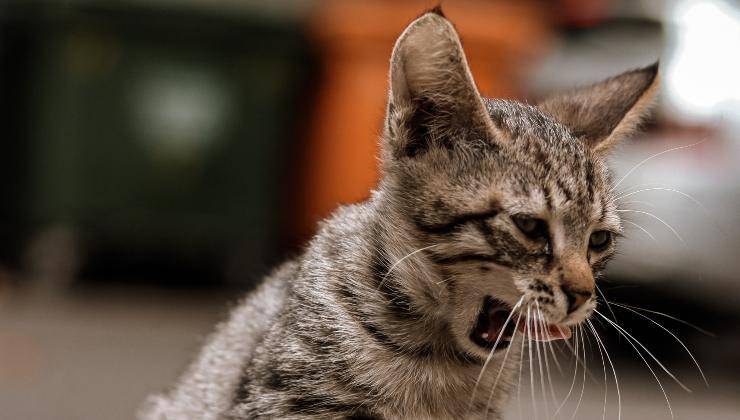 Gatto con bocca aperta