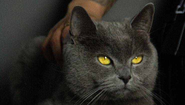 Gatto con sguardo contrariato