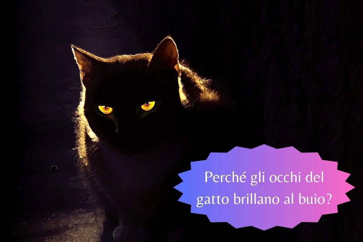 Gli occhi del gatto s'illuminano al buio