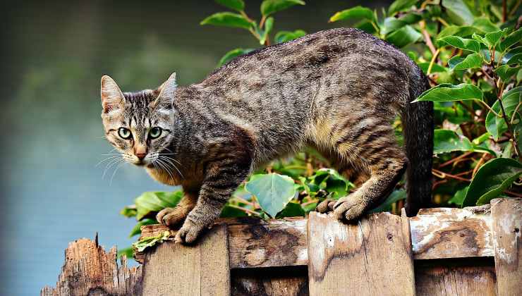 Gatto domestico all'aperto