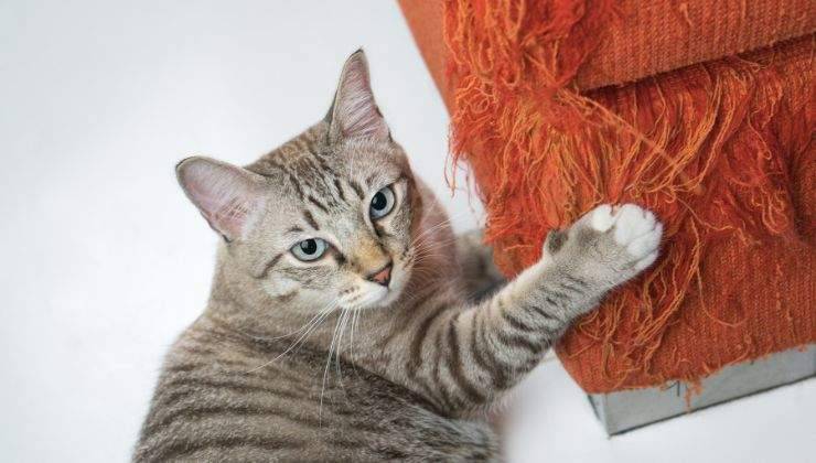 Gatto si rifà le unghie