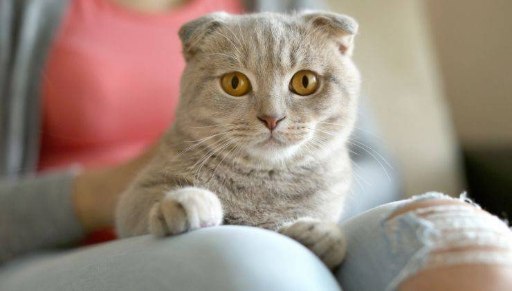 Gatto impasta sulle gambe