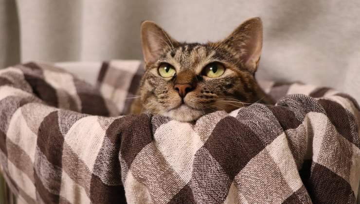 Gatto nella cuccia
