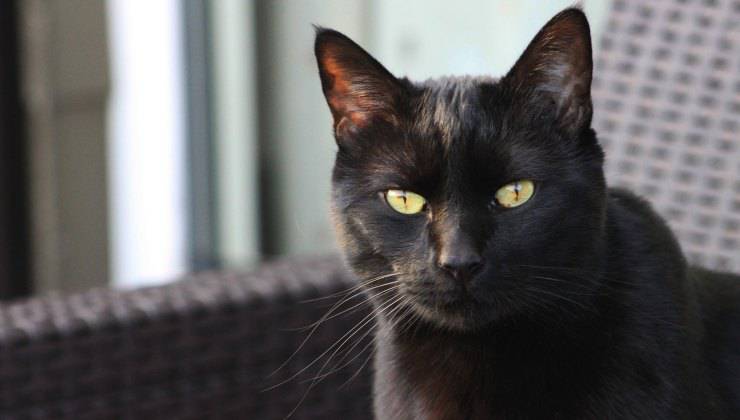 Gatto nero occhi gialli