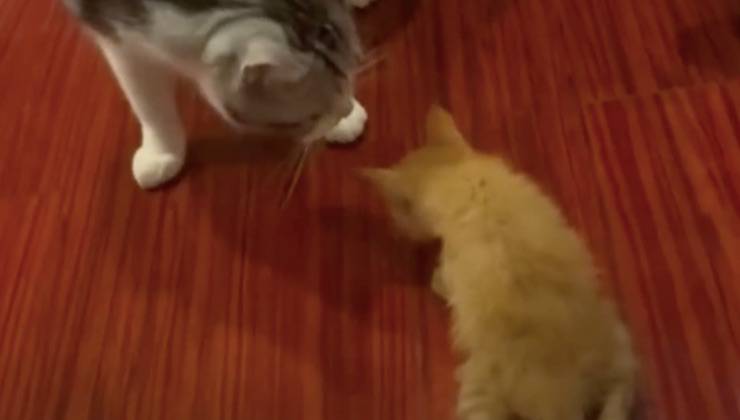 gattino gatto adulto preoccupato