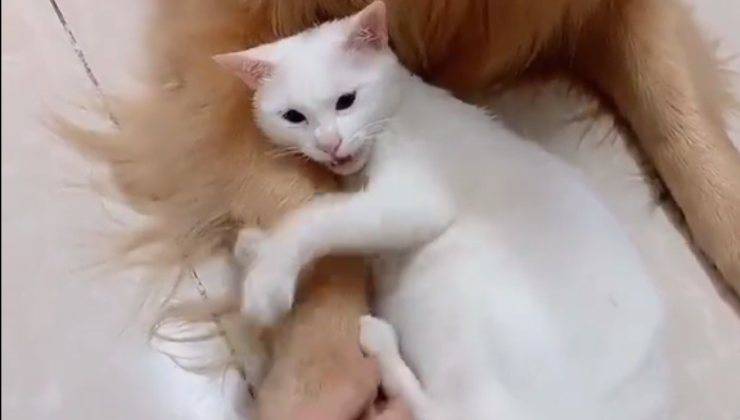 Gatto protettivo con cane