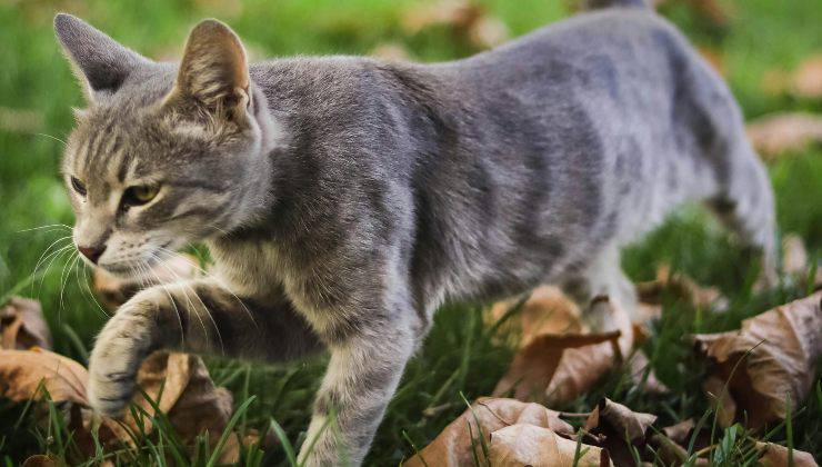 Gatto scappa 
