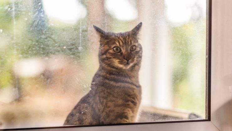 Gatto solo