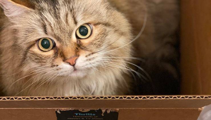 gatto sorpreso nella scatola