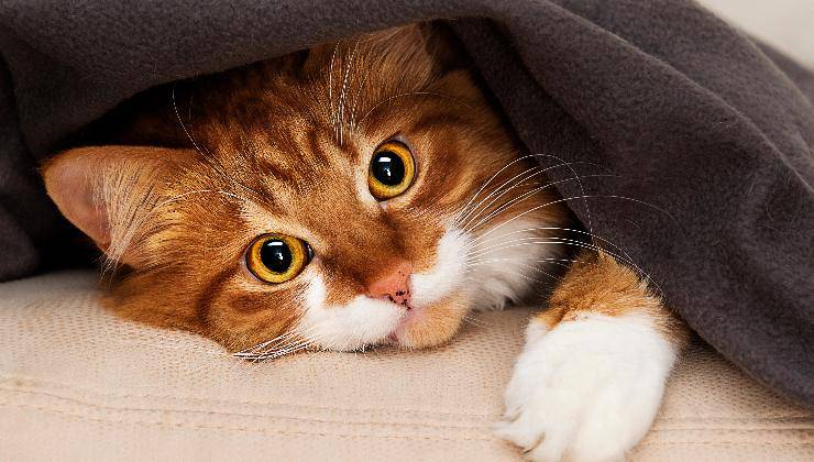 gatto sotto le coperte