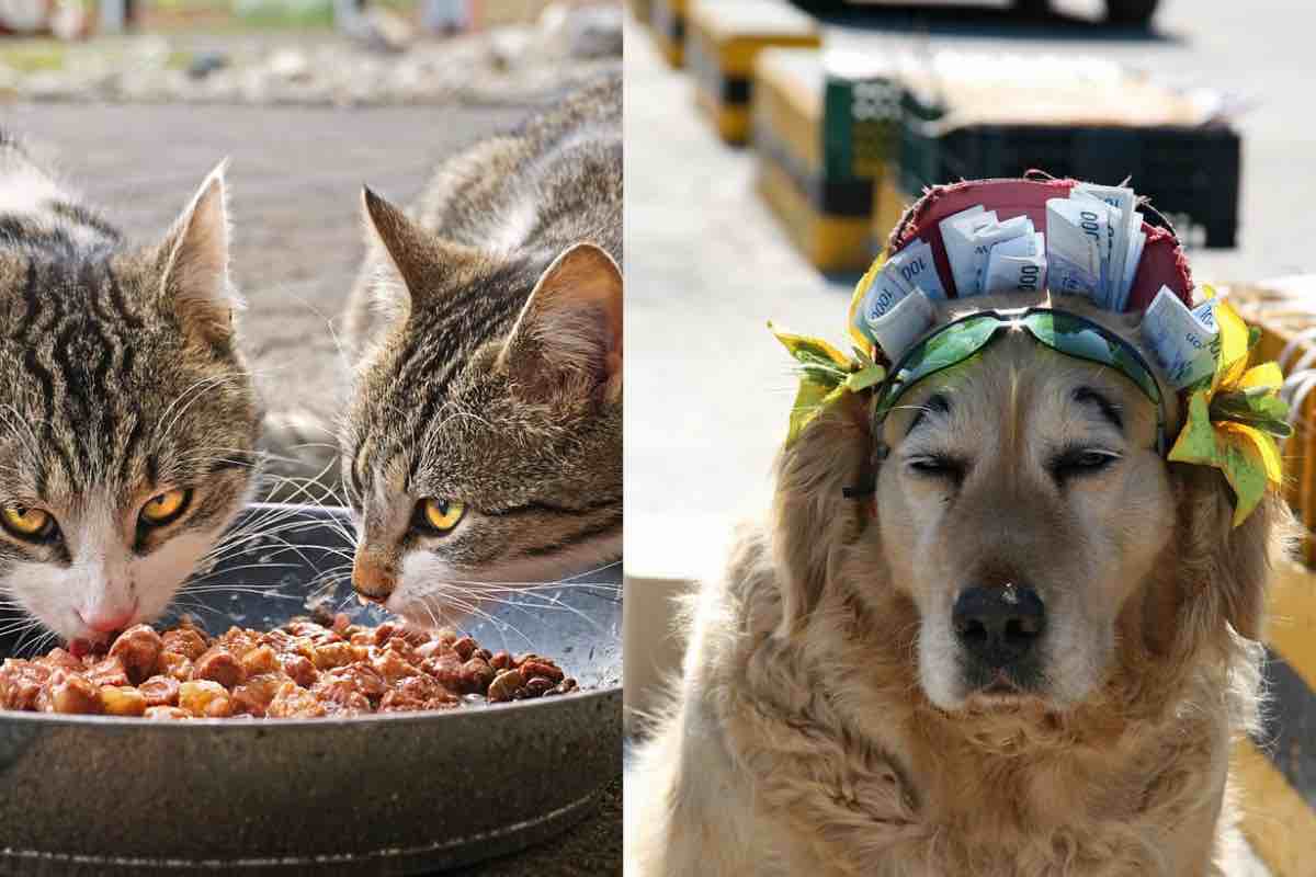 Cani gatti spenderemo più