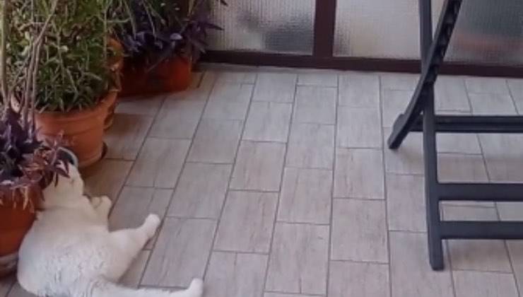 gatti sguardo ammirazione vetro