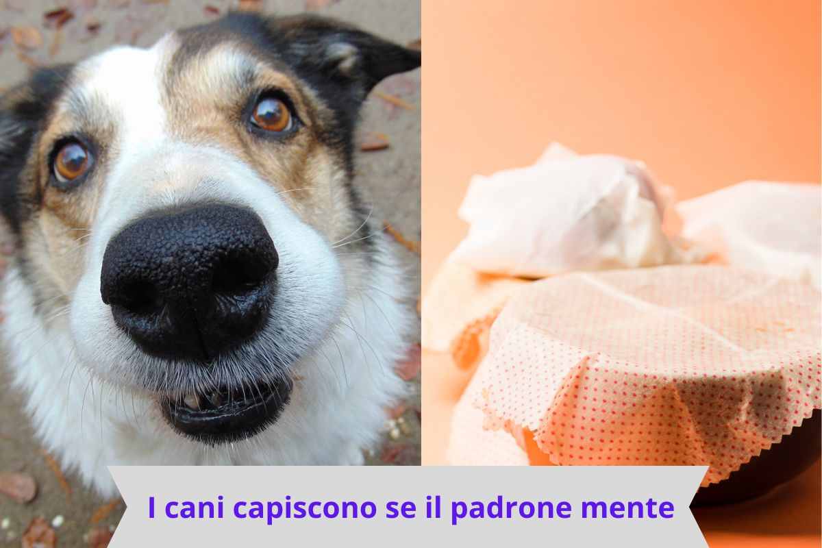 Cani e ciotole nell'esperimento