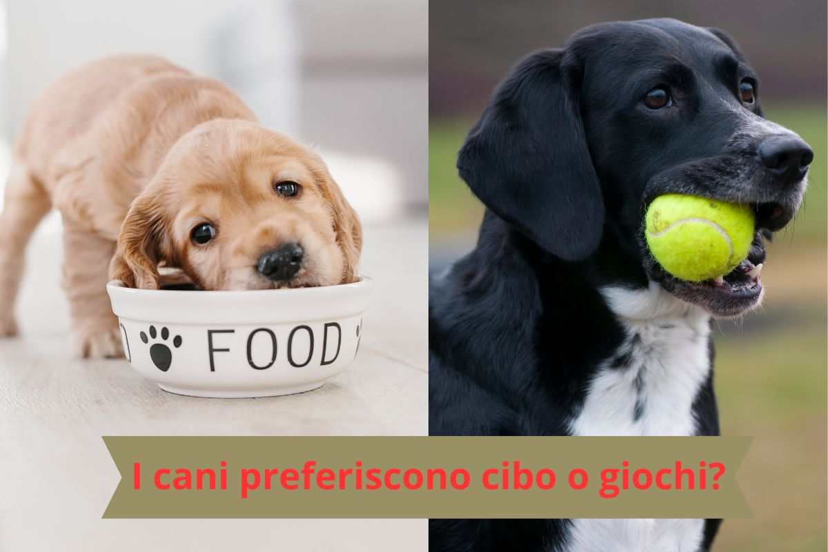 Cane che mangia e cane che gioca