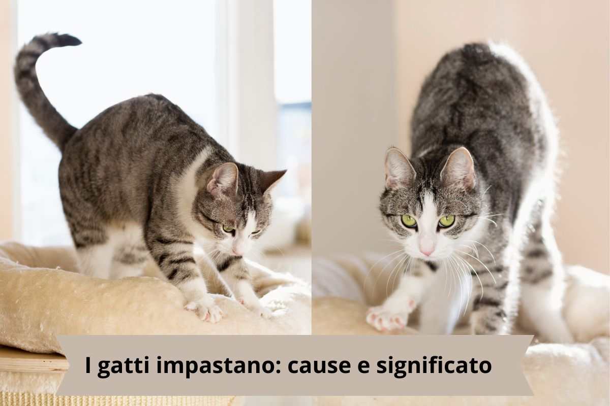 Gatti che impastano su superfici comode
