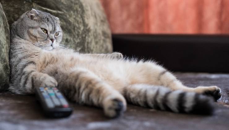 gatto obeso