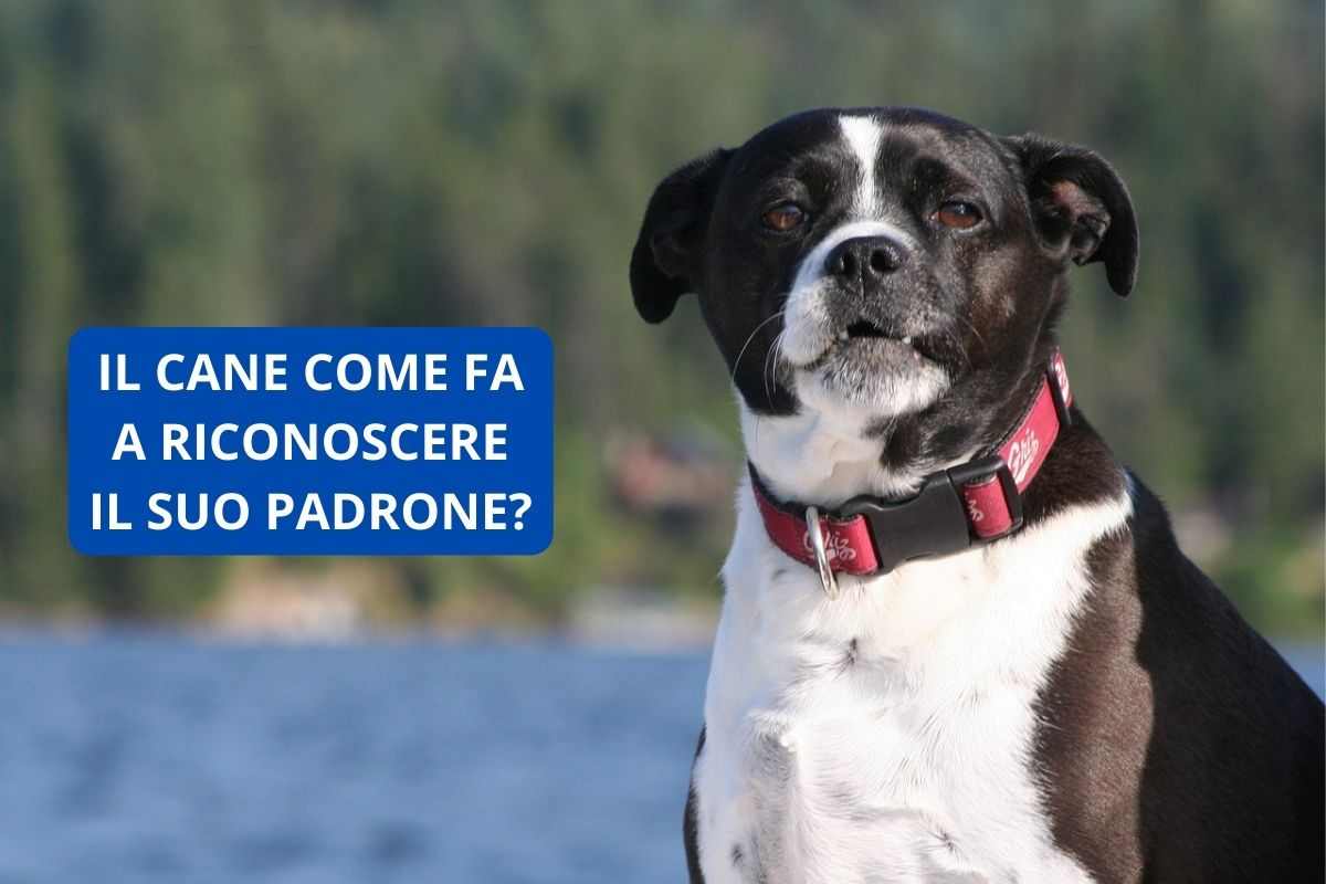 Il cane come fa a riconoscere il suo padrone?