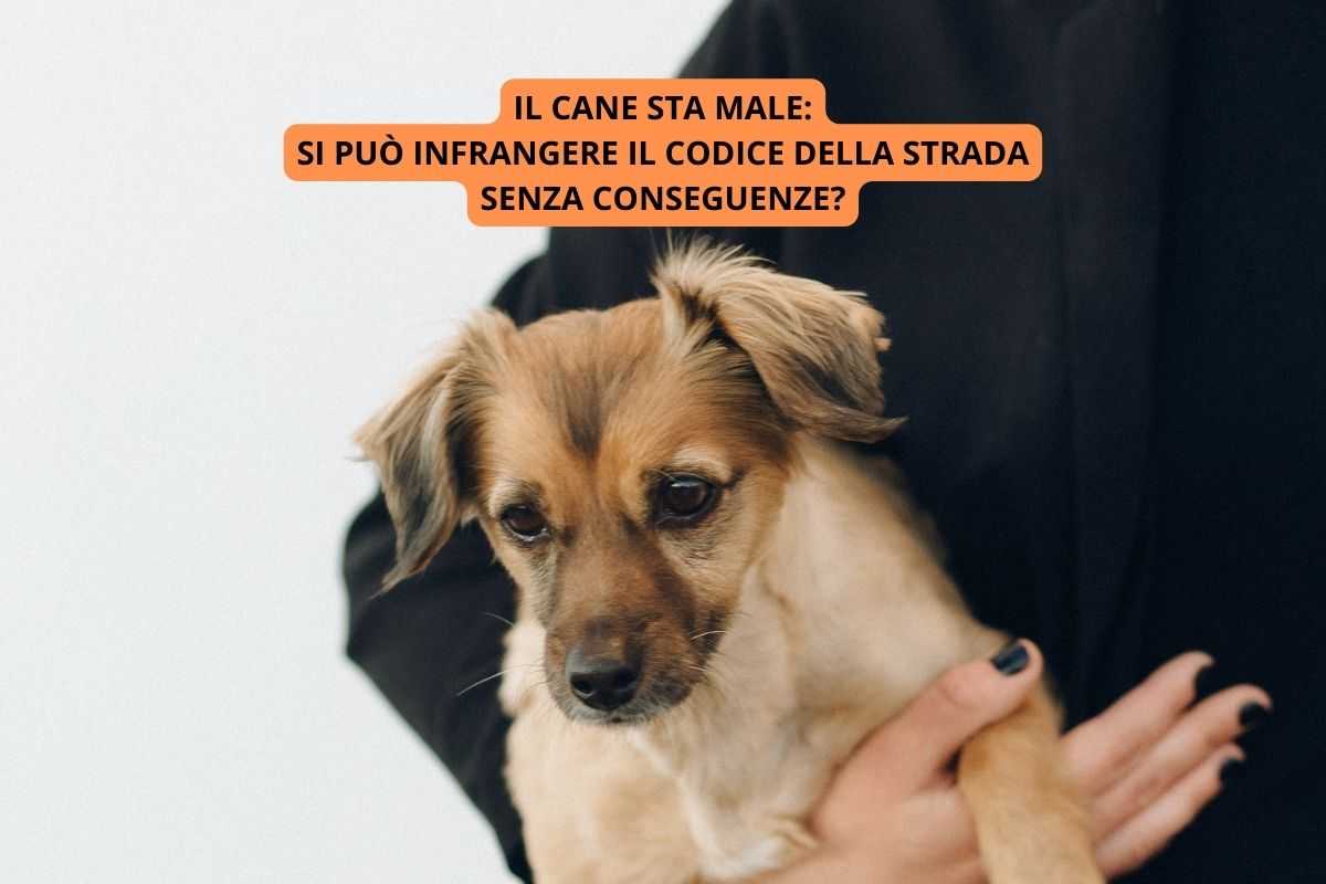 Il cane sta male codice della strada