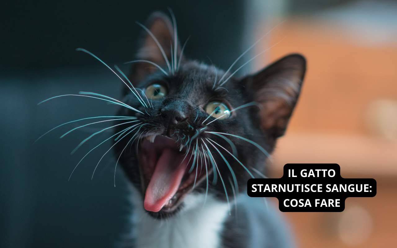 Il gatto starnutisce sangue