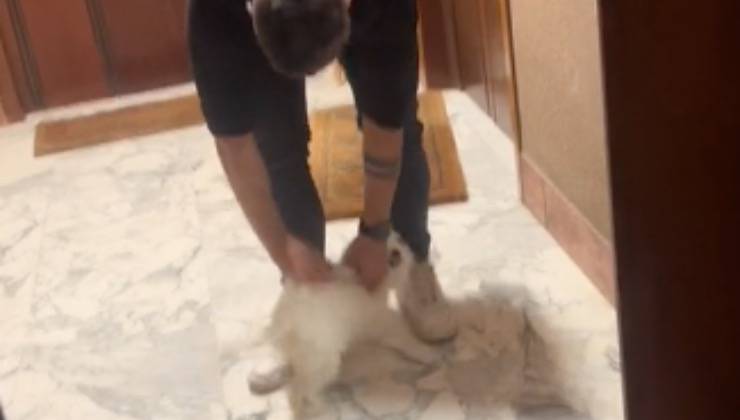 cane barboncino felice rivederlo