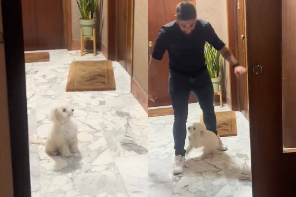 cane ama fidanzato reazione