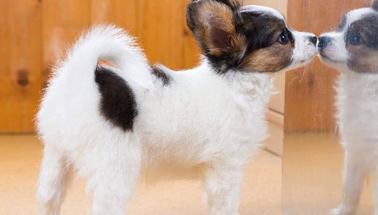 cane si guarda allo specchio