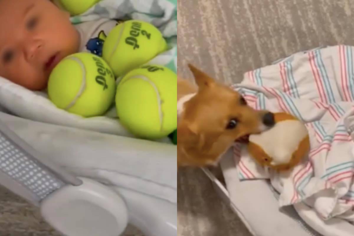 cane raccatta giochi fratellino