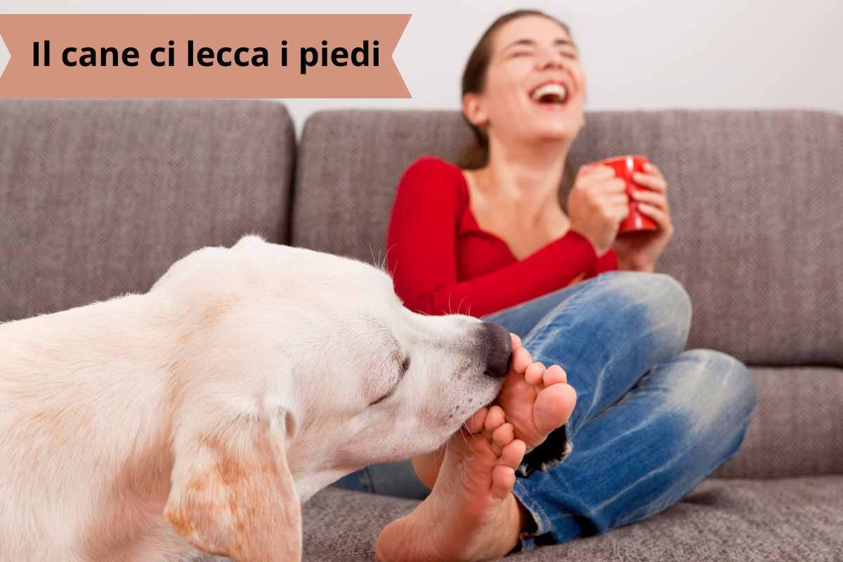 Cane lecca i piedi