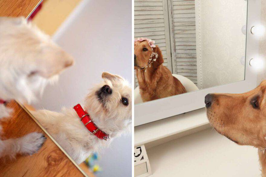 cane allo specchio