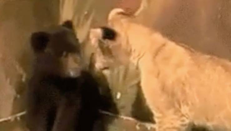 orsetto confronto inatteso felino 