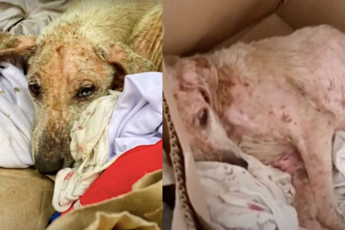 fido agonizzante sguardo rifiuti