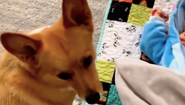 cane corgi tennis peluche 